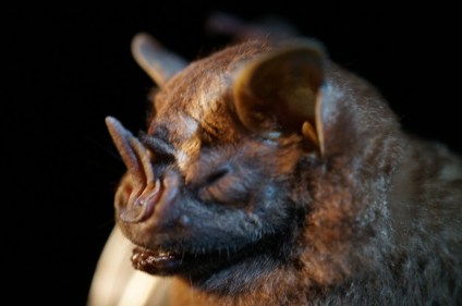 Artibeus lituratus, great fruit-eating bat. Panama. photo: KPatriquin