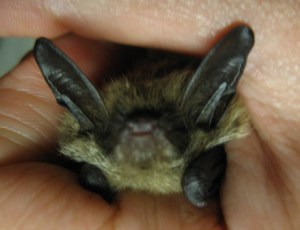 Northern long-eared bat, Myotis septentrionalis Photo: FValetti 