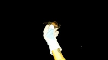 Freedom! Bruce being released. Photo: B. Farmer