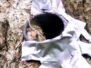 PIT-tag reader on a roost exit. 