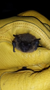 Our second female the entire summer! Photo: K. Patriquin