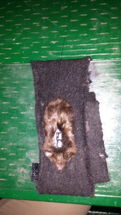 Bat in a harness with radio-transmitter, waiting to be released. Photo: K. Patriquin