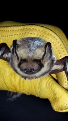 Hoary bat,  Lasiurus cinereus  Photo: K.Patriquin