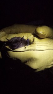 Meet Salem. Photo: K. Patriquin