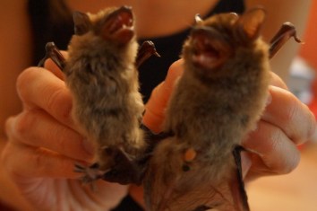 Can you guess who is ready for hibernation? Both bats are adult big browns! Photo: KPatriquin