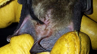 Male big brown bat with developed testes. Photo: KPatriquin