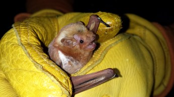 Female red bat, Lasiurus borealis . Photo: KPatriquin